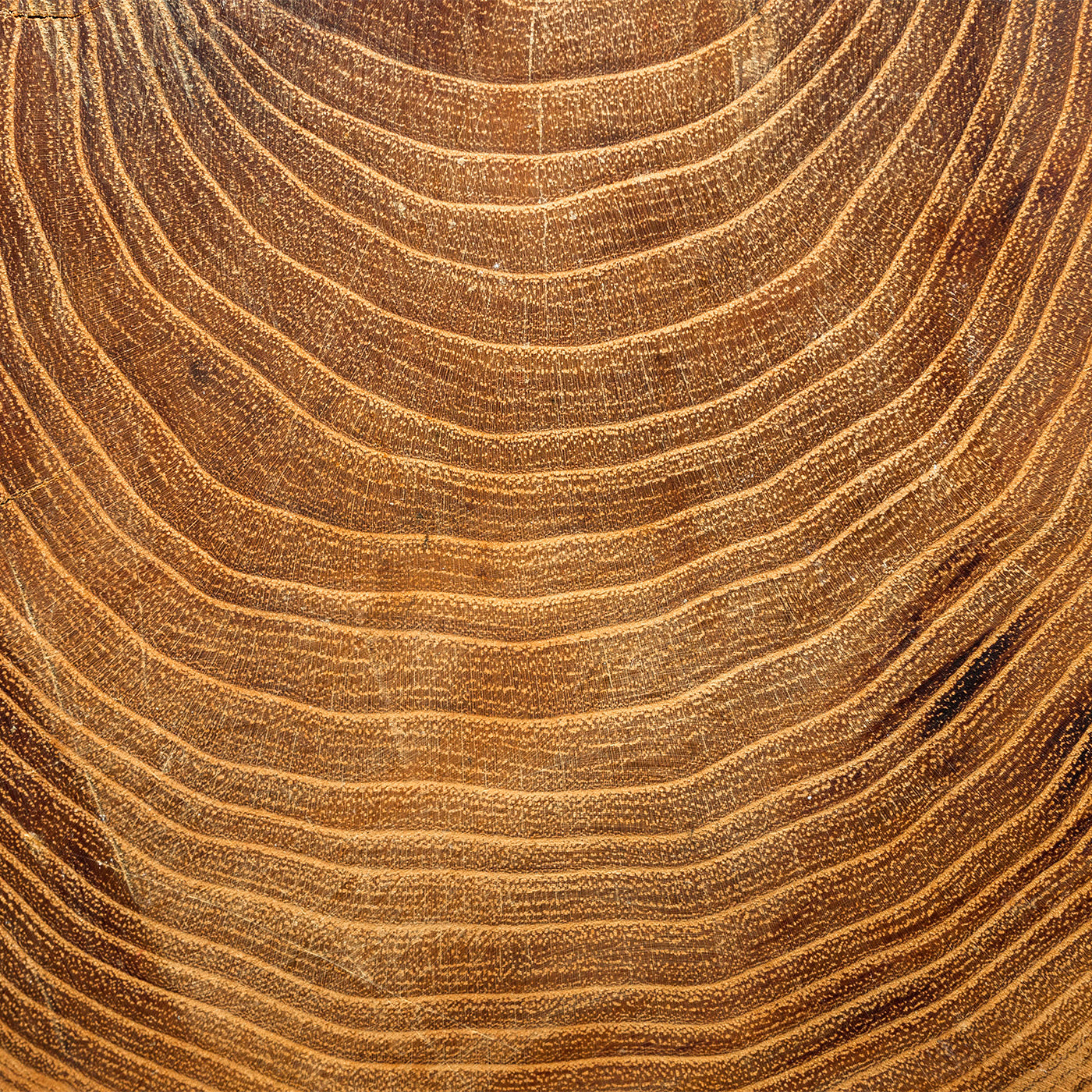 Textur von Vollholz Eiche
