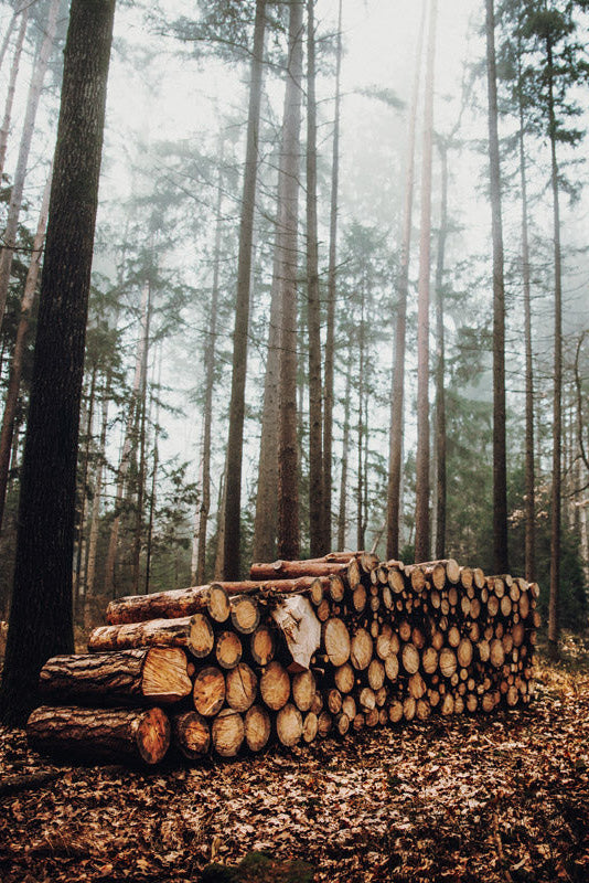 Sicht auf einen Holzhaufen im Wald - regionale Forstwirtschaft