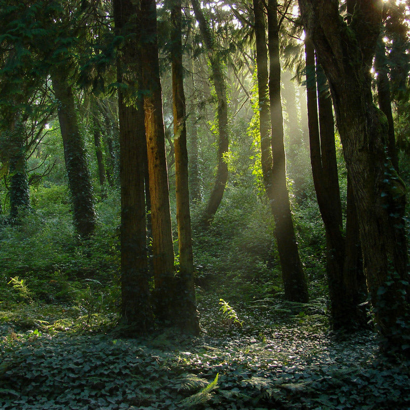 Ein ruhiger Wald bei Sonnenaufgang mit Sonnenstrahlen, die durch die Bäume scheinen